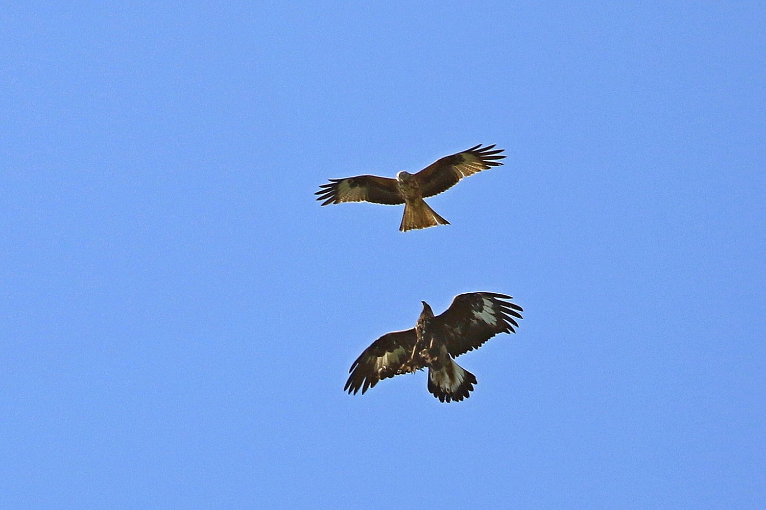 Aquila reale(Aquila chrysaetos) e Nibbio reale (Milvus milvus )